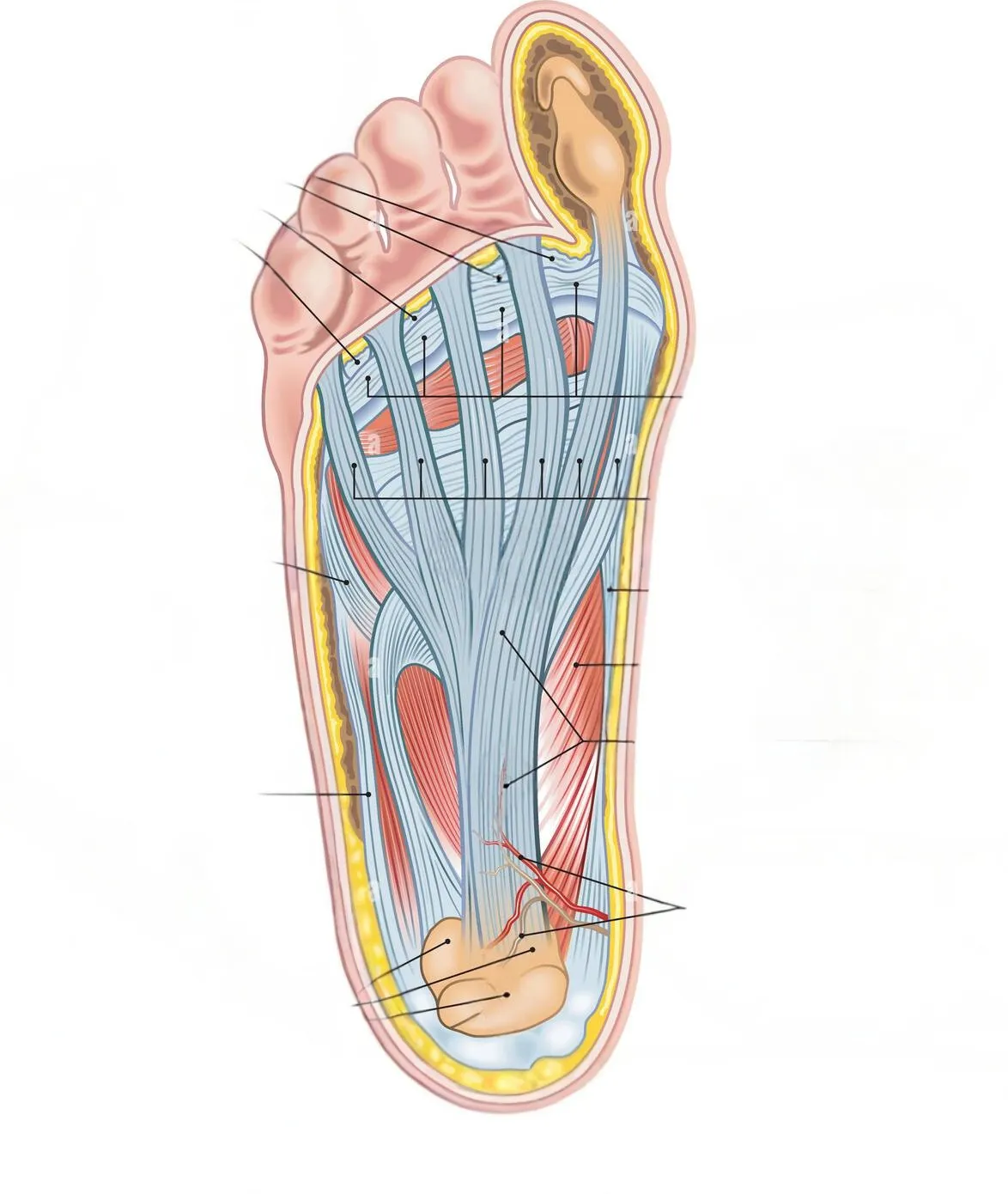 5 Power Facts About Fascia: The Secret Web Affecting Every Step You Take