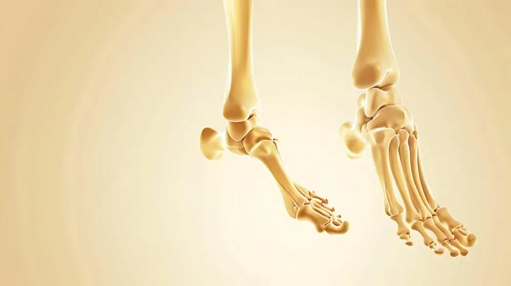 biomechanics of the foot and ankle
