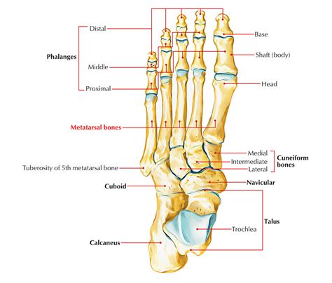 foot anatomy